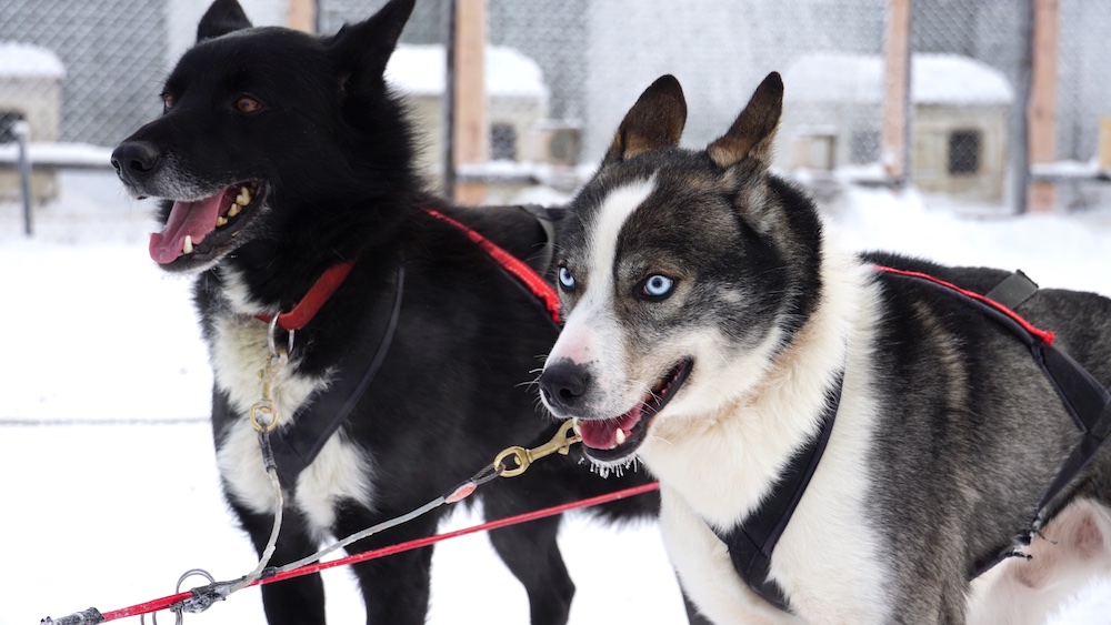 Hundeschule Weikersheim – DOG-TIME | Training & Beratung für Mensch & Hund