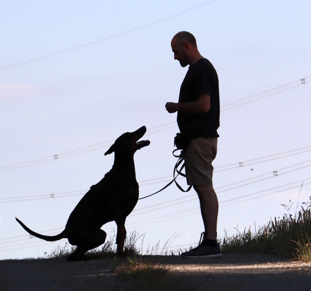 Hundeschule Weikersheim – DOG-TIME | Training & Beratung für Mensch & Hund