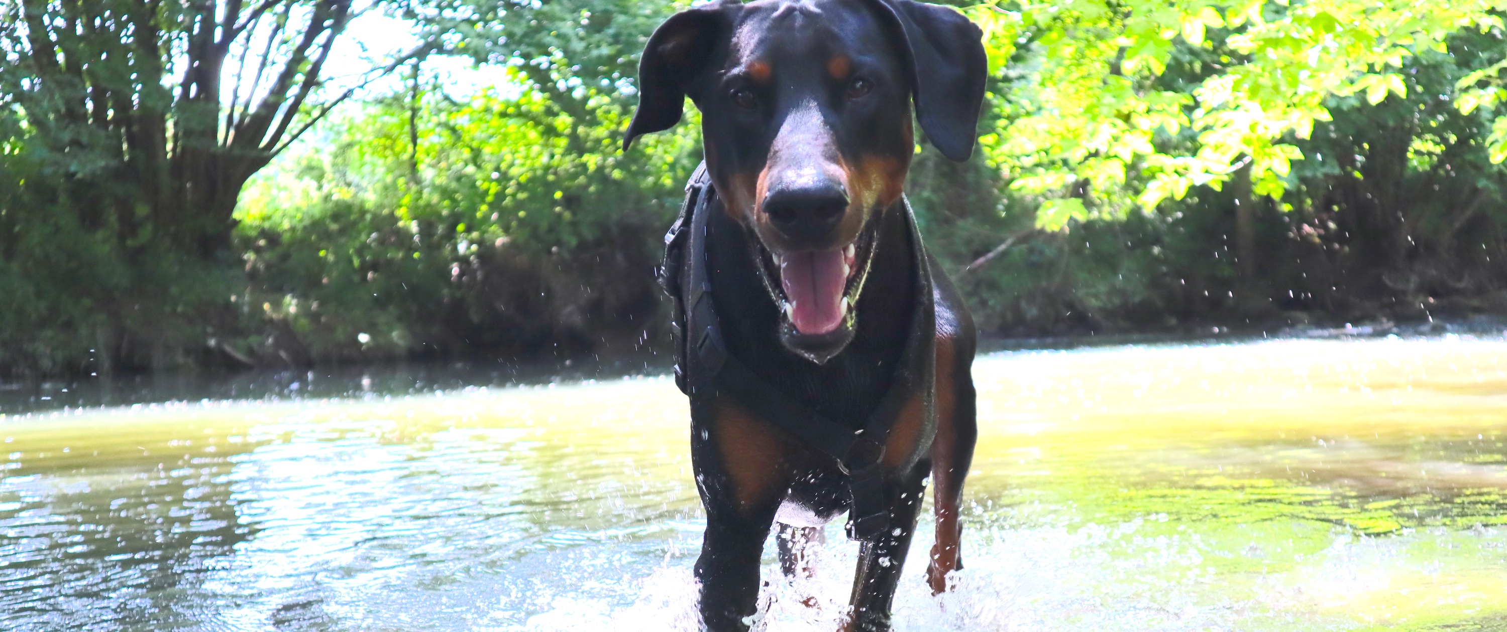 Hundeschule DOG-TIME Weikersheim | Training & Beratung für Mensch & Hund